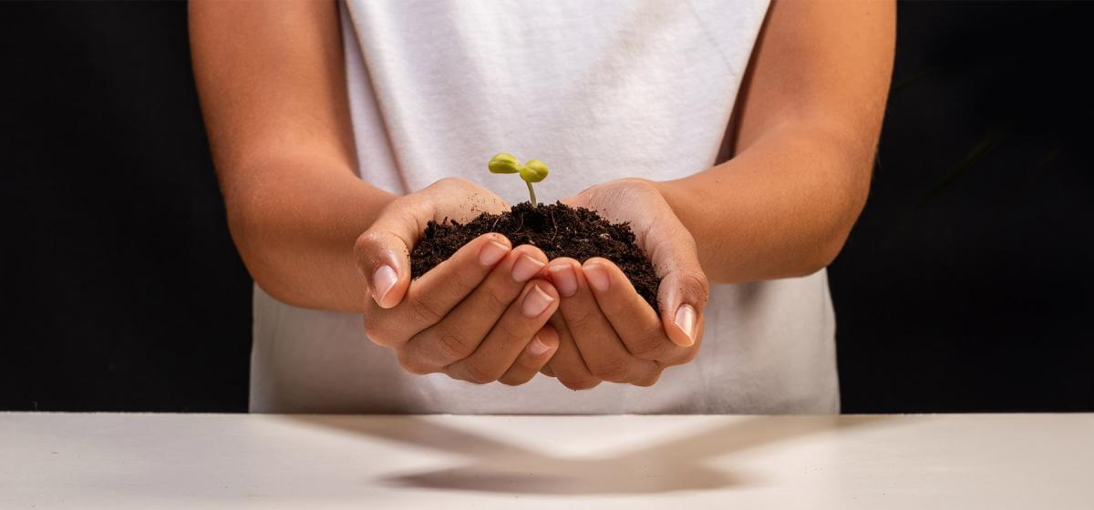 Person holding and nurturing a small plant