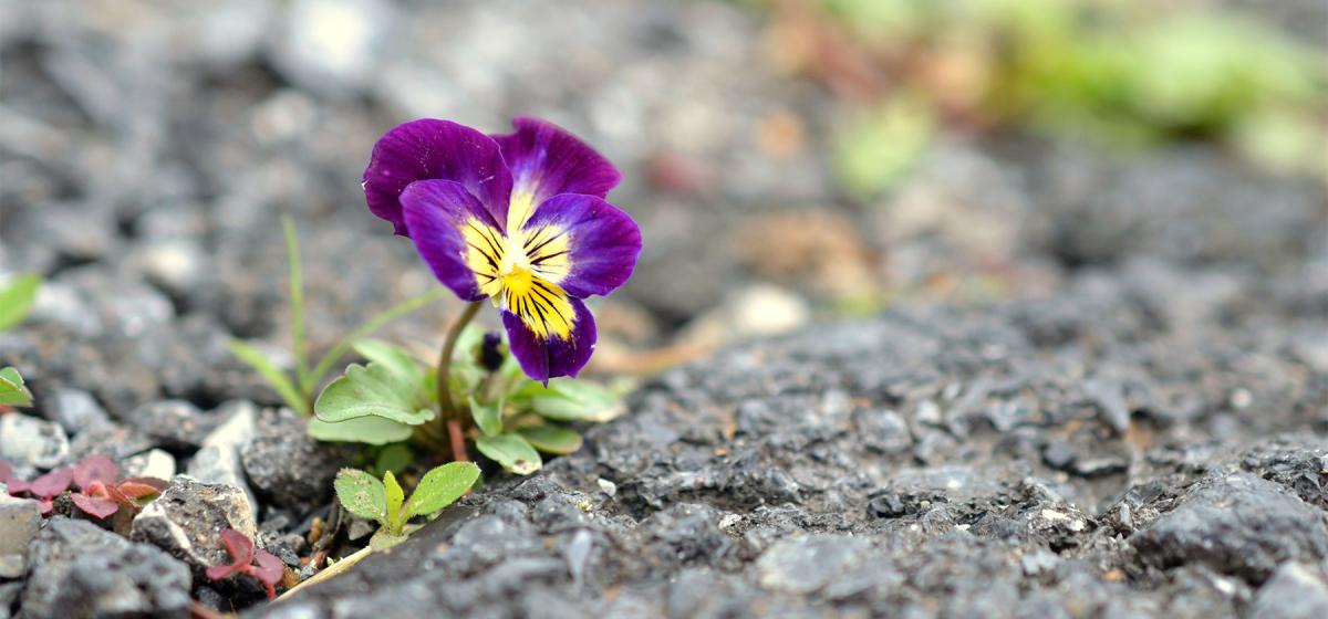 Flower growing out of crack in sidewalk, showing resilience