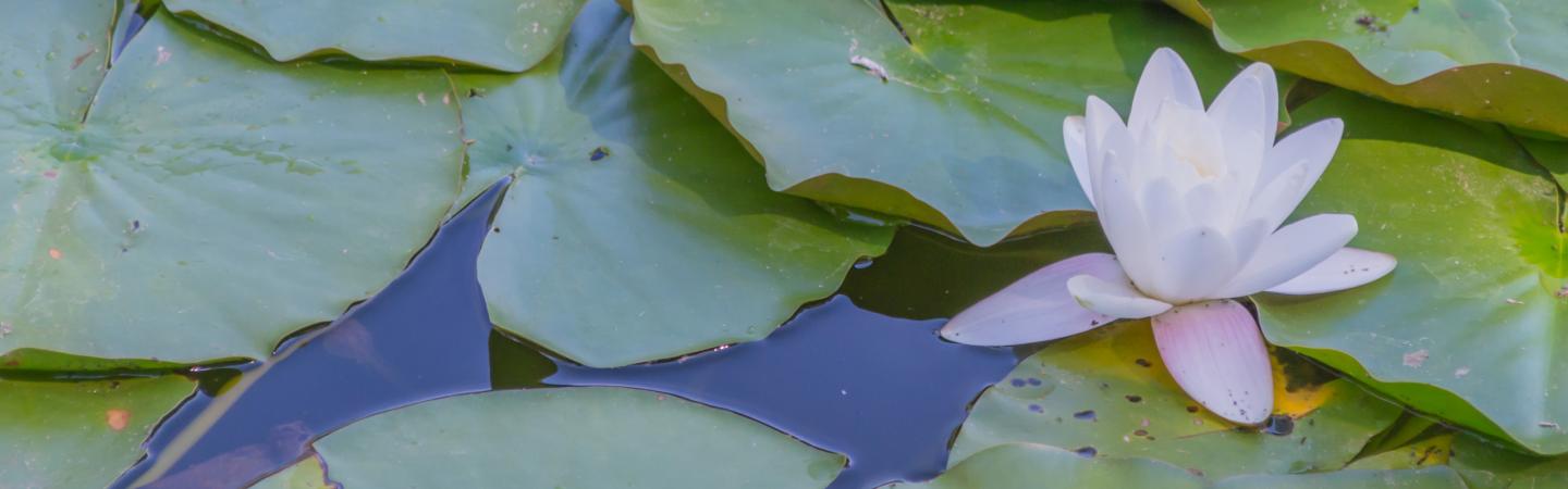 Serene white water lily floating on a pond among green lily pads, symbolizing spiritual connection, intuition, and the essence of mediumship.