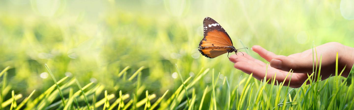 Butterfly landing on an open hand in a field, symbolizing mindfulness and emotional freedom.