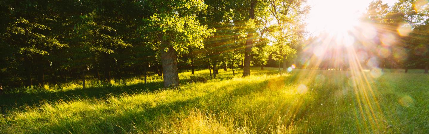 Sunlight streaming through a lush green forest, symbolizing peace, renewal, and natural energy—ideal setting for energy healing workshops and retreats.