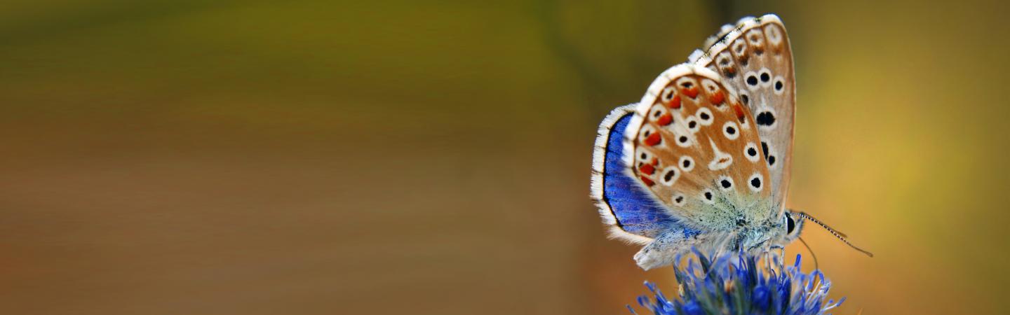 Close-up of a vibrant blue and brown butterfly perched on a purple wildflower, symbolizing mindfulness, compassion, and natural healing for mind and body wellness.