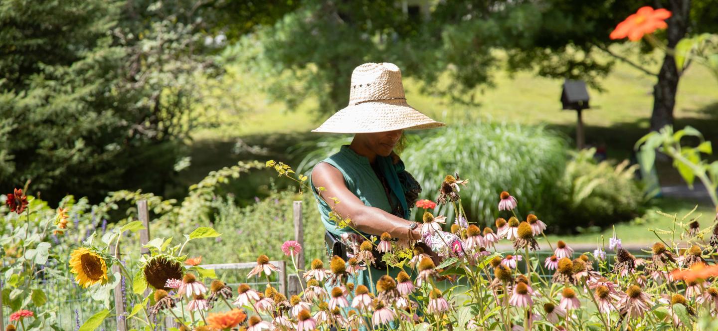Woman with big hat picking echinacea