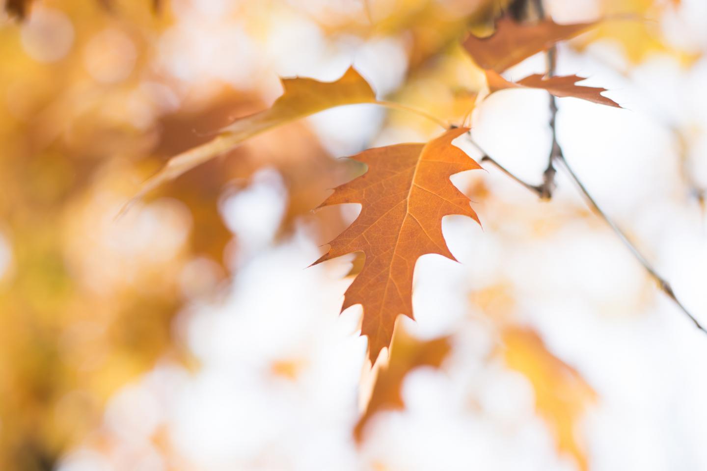 Senescent oak leaf