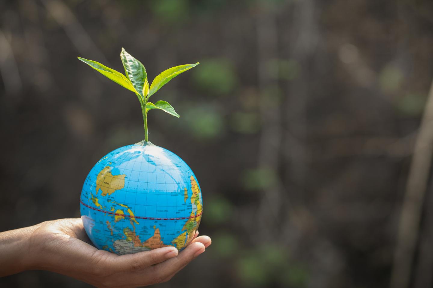 hands holding globe with seedling growing out of the top