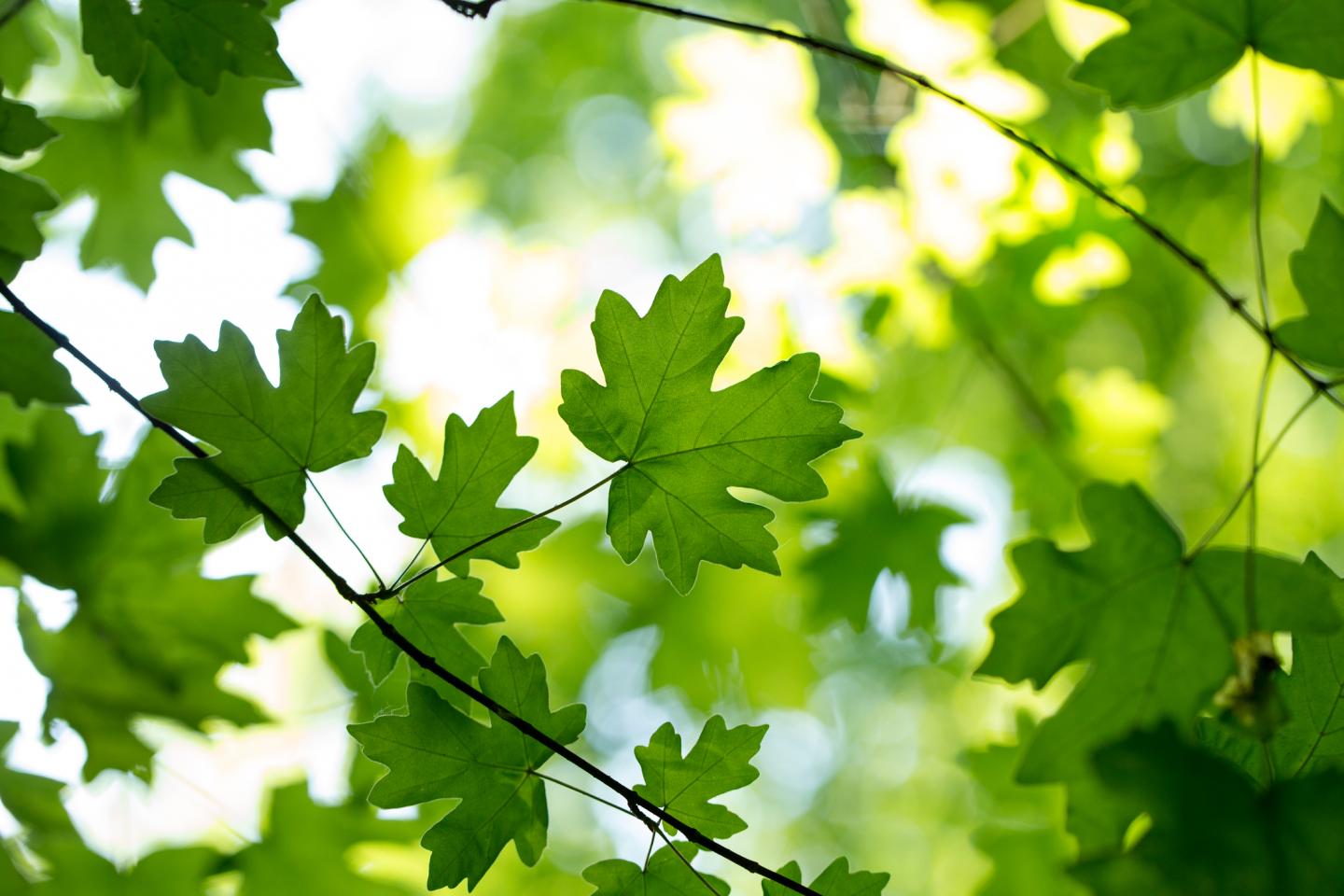 Green maple leaves