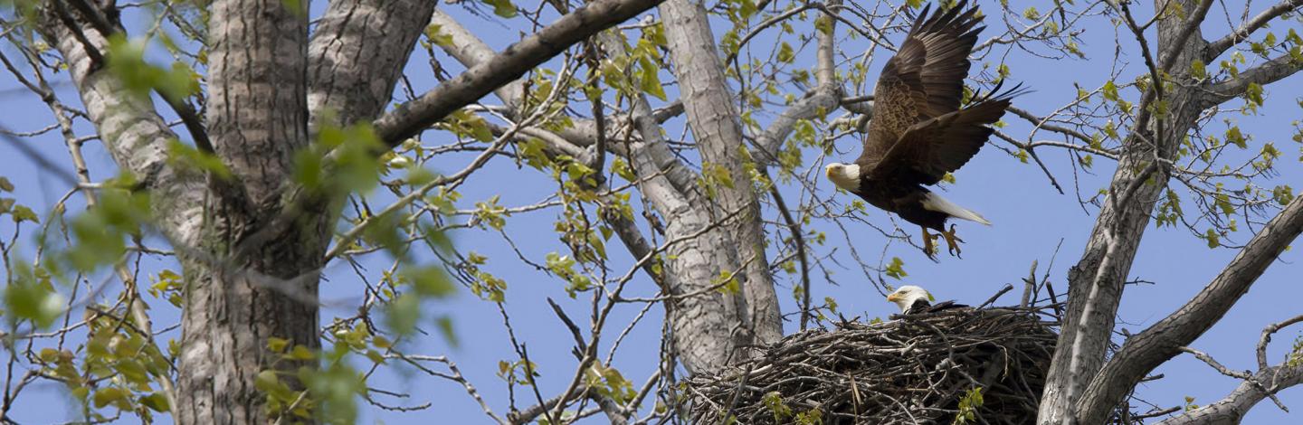 Eagle takes flight over nest.