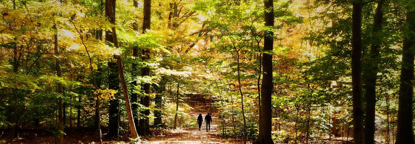 couple walking through an autumn forest