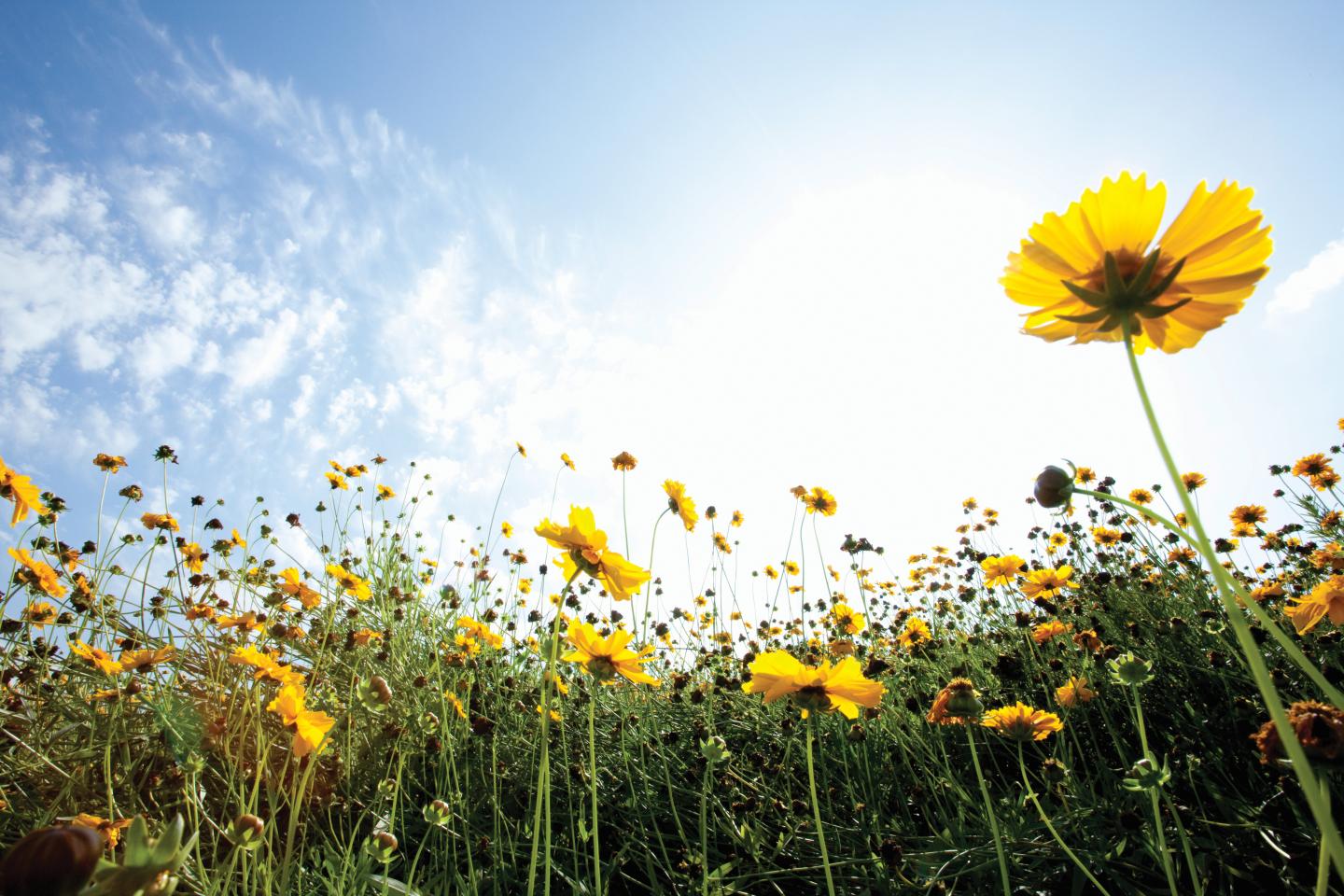 Yellow flowers