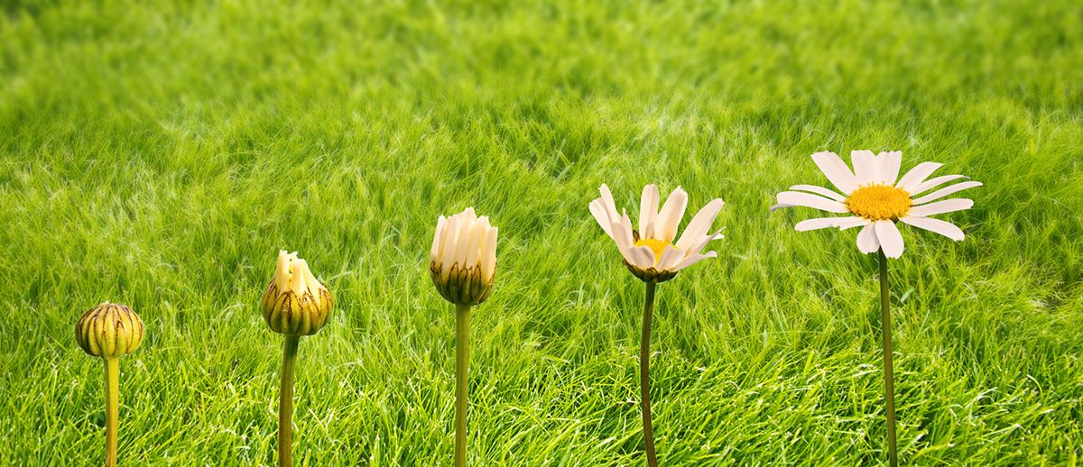 Flowers in a row