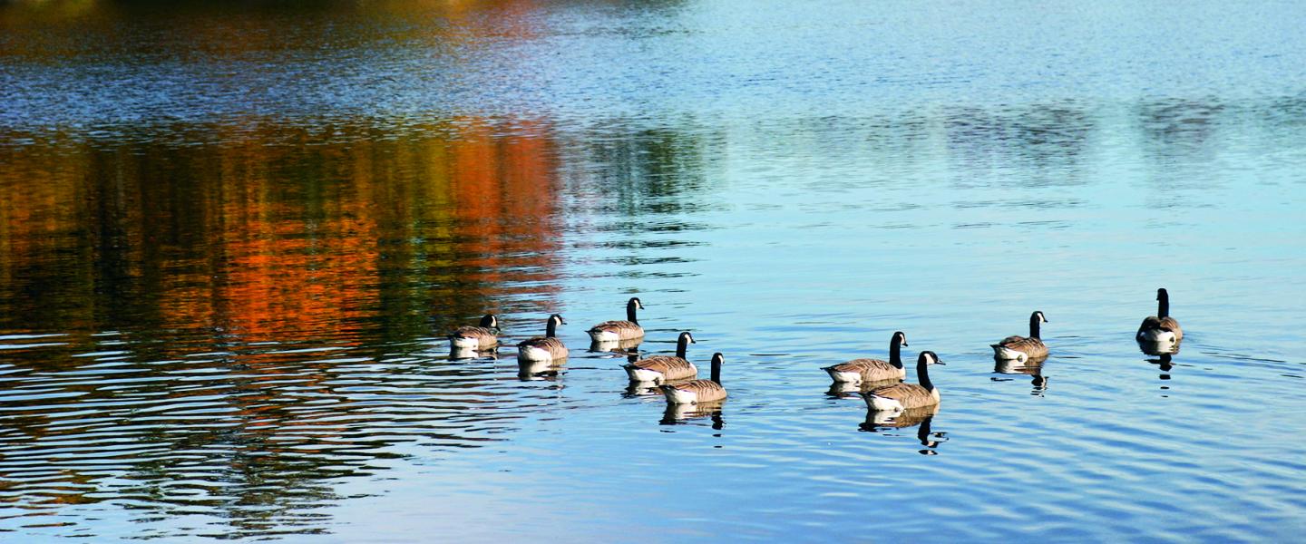 Geese glide peacefully across Long Pond at Omega Institute, reflecting the calm, mindful presence taught by Pema Chödrön in “Showing Up for Your Life.”