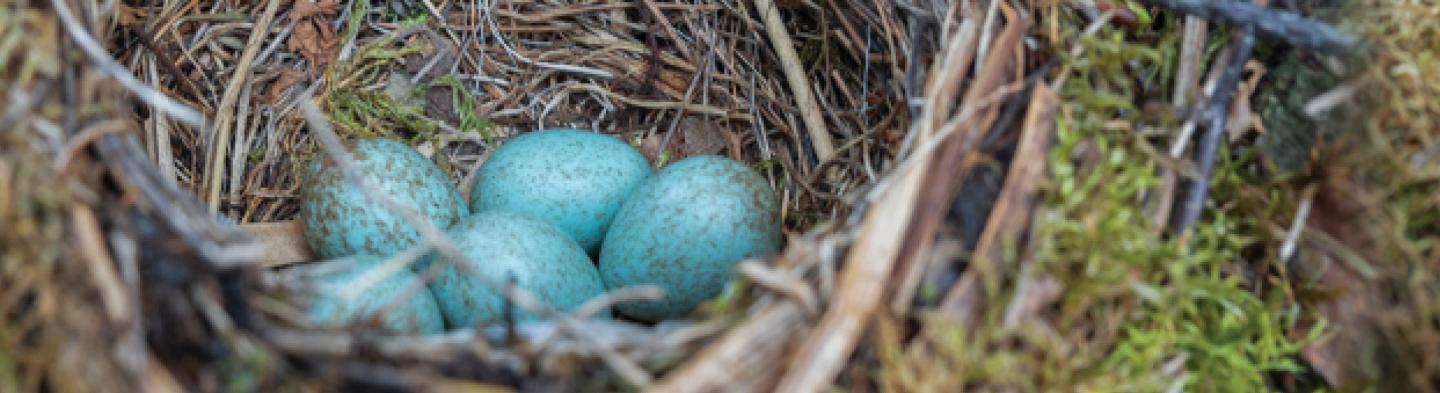 Robin eggs in nest.