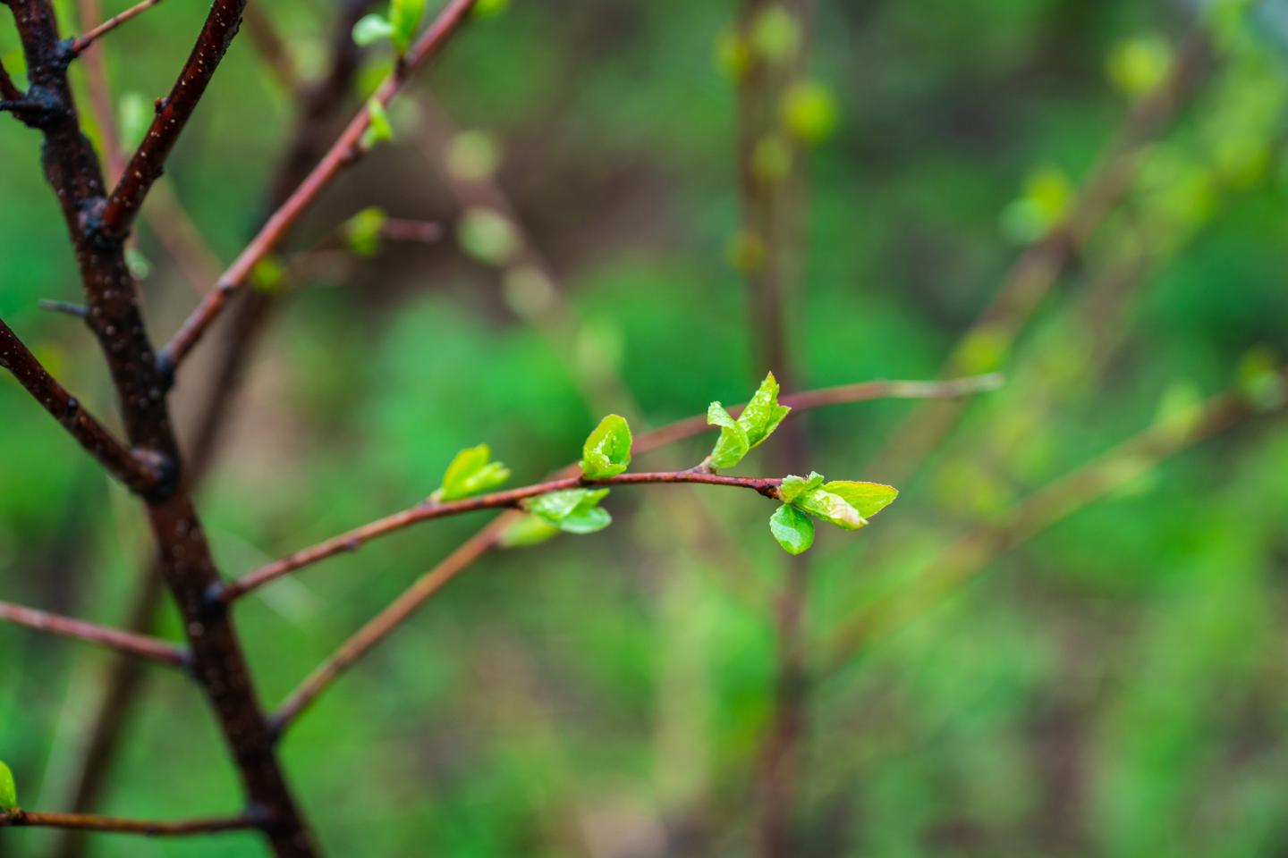 Tree budding, early spring