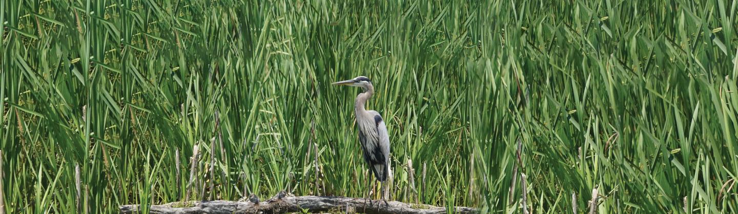 Blue heron in reeds