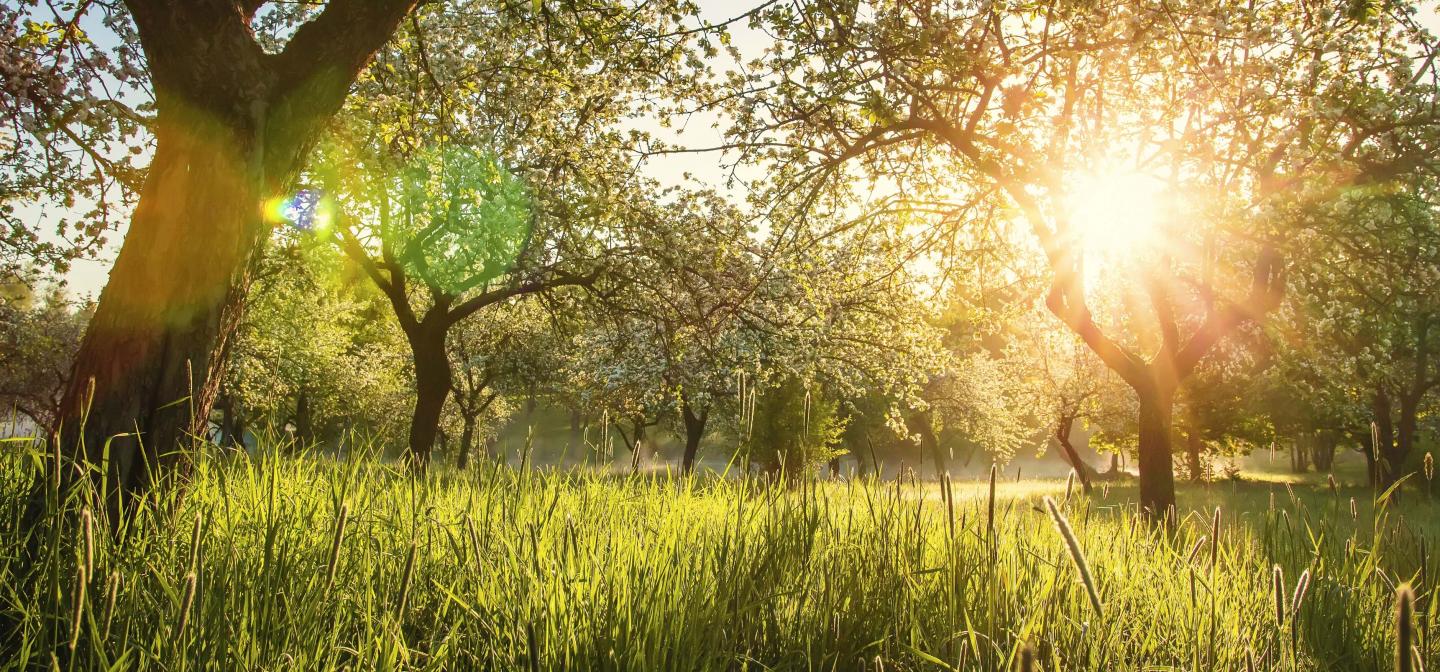 Light through the trees in an orchard