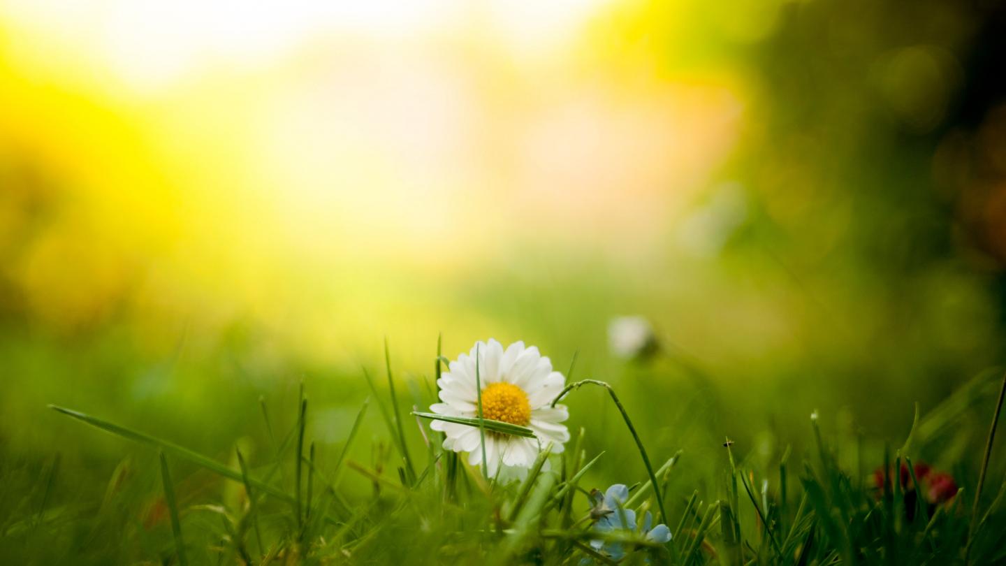 Tiny white composite flower in the sunshine