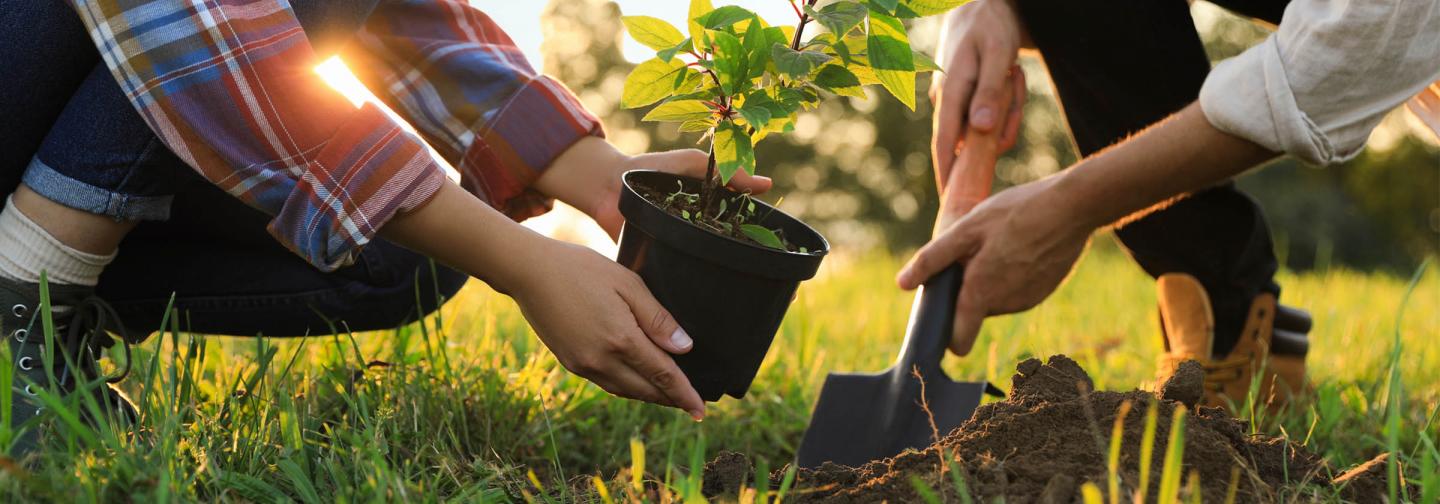 Two people planting a tree sapling in a field