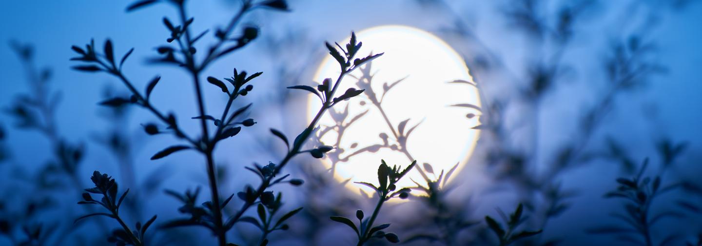 Full moon glowing behind silhouetted branches symbolizing grandmotherhood, wisdom, and life transitions