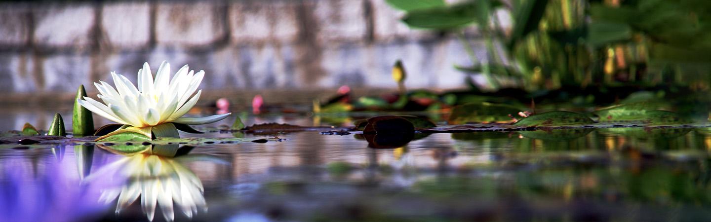Lotus flower floating in a pool