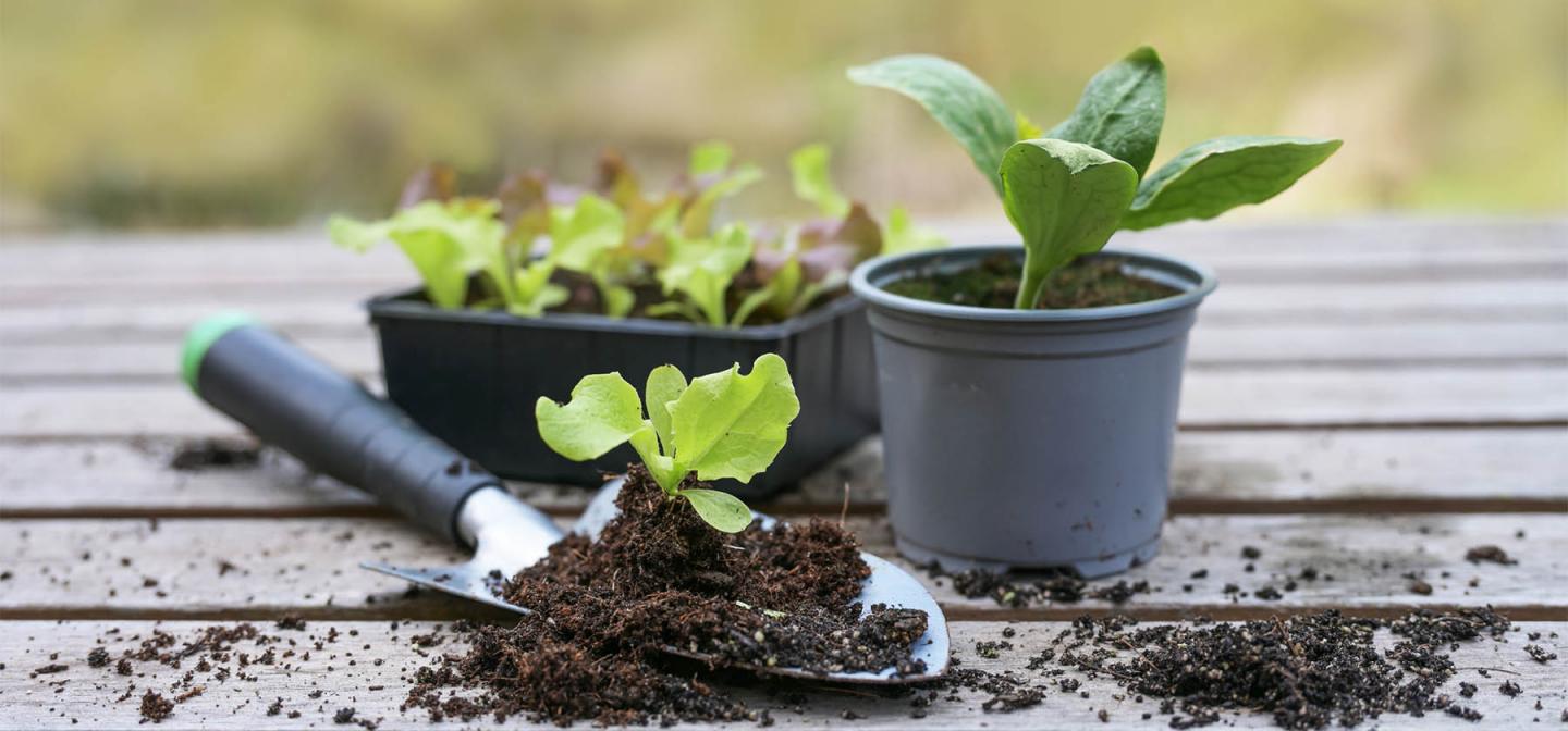 Shovel and potted plants on a wooden deck