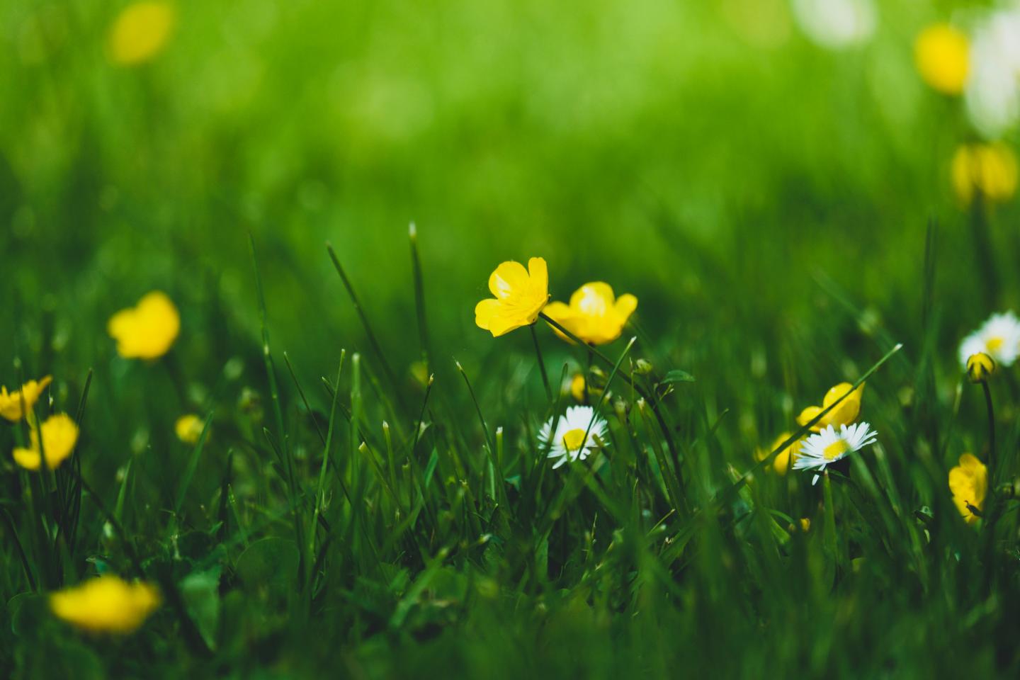 Tiny yellow and white wildflowers in the grass