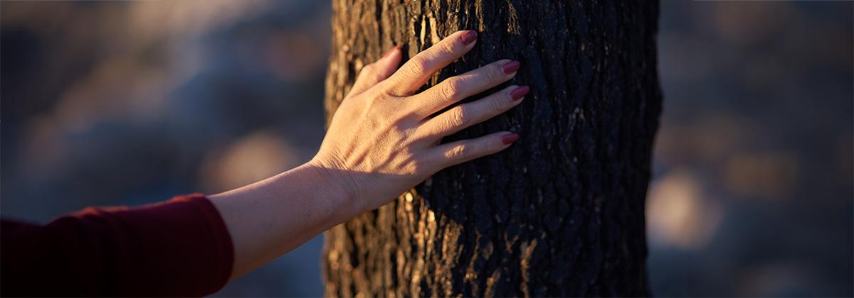 Person's hand on a tree in a nature listening practice