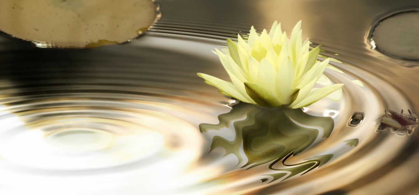 Water lily on rippling water representing calm, relaxation, and nervous system regulation.