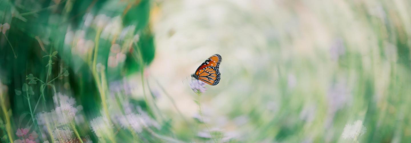 Calming scene of butterfly in garden