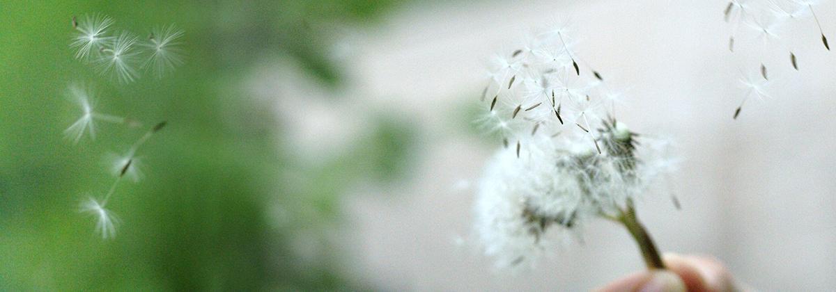 Dandelion seeds blowing in the wind