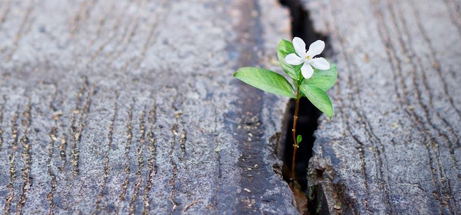 Flower growing out of a crack