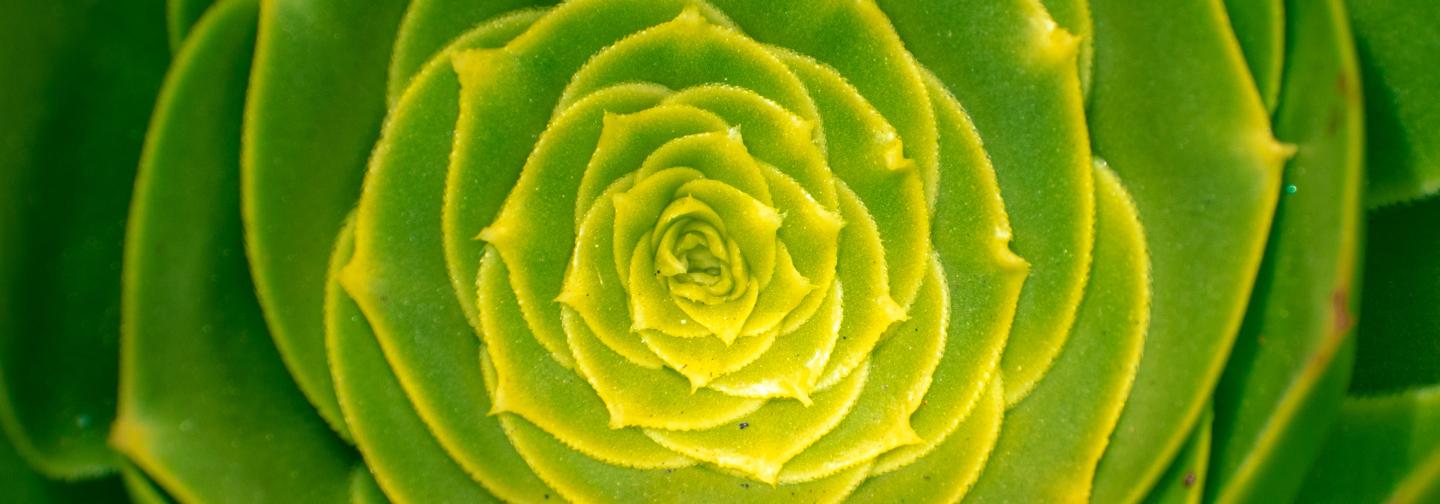Sacred geometry in the leaves of a succulent plant