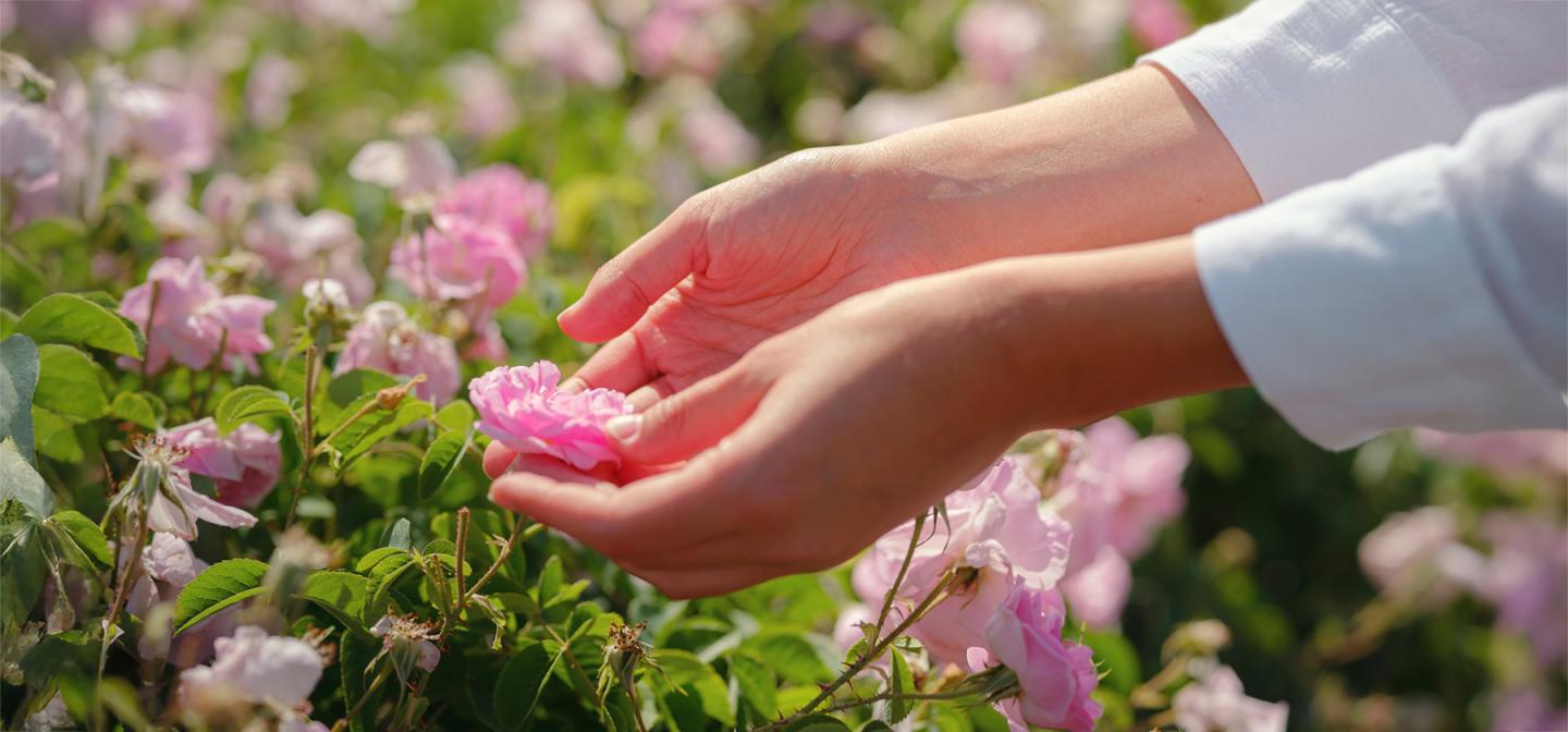 Hands gently holding a pink rose in a blooming garden, symbolizing self-inquiry, spiritual service, and the personal journey of discovering one's Dharma, as discussed by Her Holiness Sai Maa.