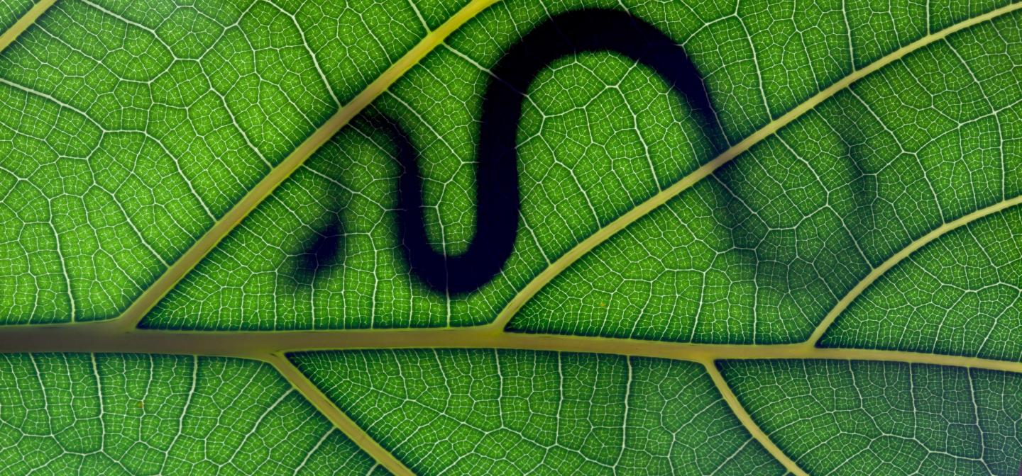 Shadow of snake on a leaf, an omen of a change to come