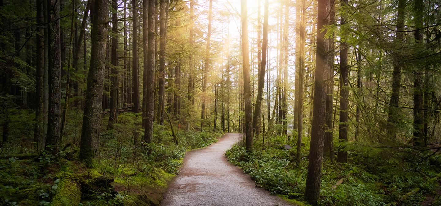 Path through the woods, symbolizing one's spiritual and psychological journey