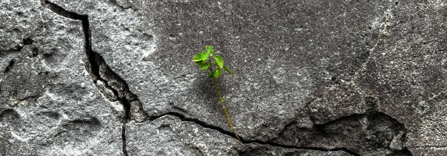 Plant growing out of crack in concrete, symbolizing hope