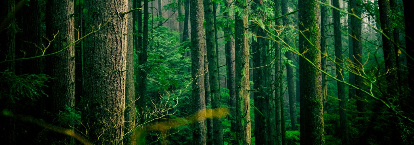 Lush green forest