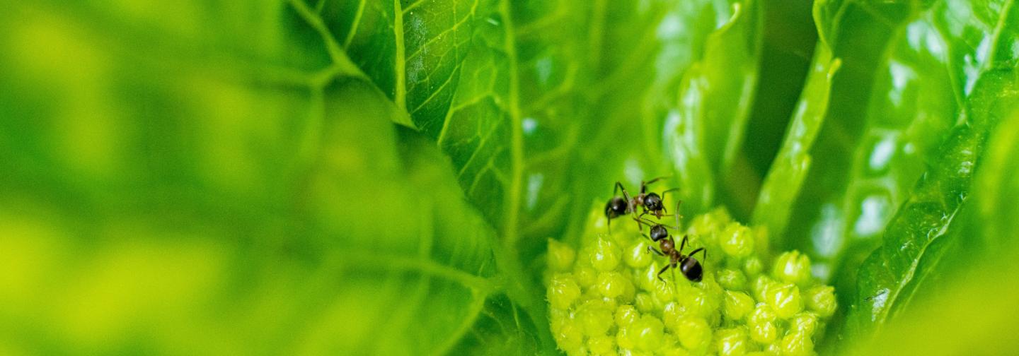 Two ants inside a flower