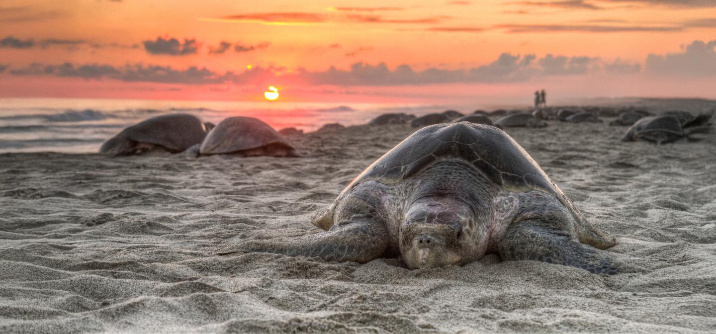 Turtle returns to the beach of birth to lay eggs as part of nature
