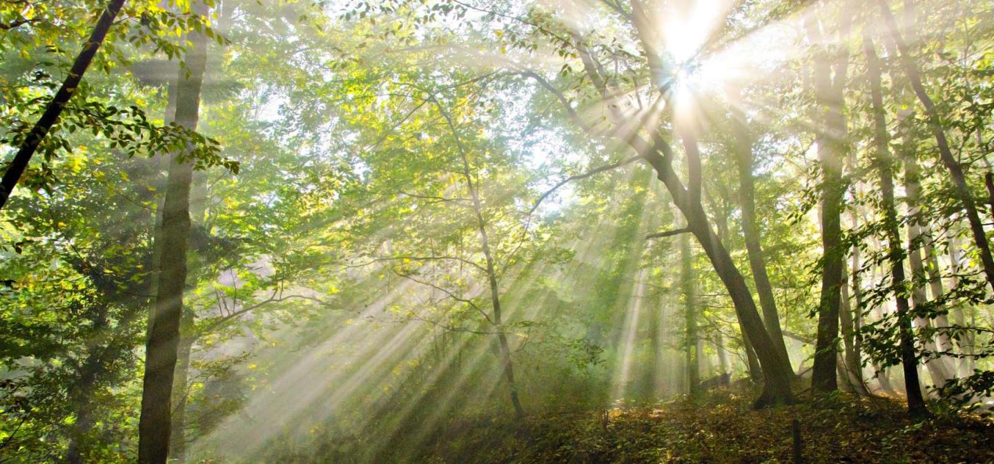 Sunlight streaming through a forest, symbolizing spiritual awakening and intuitive growth for mediumship and psychic development workshops at Omega Institute.