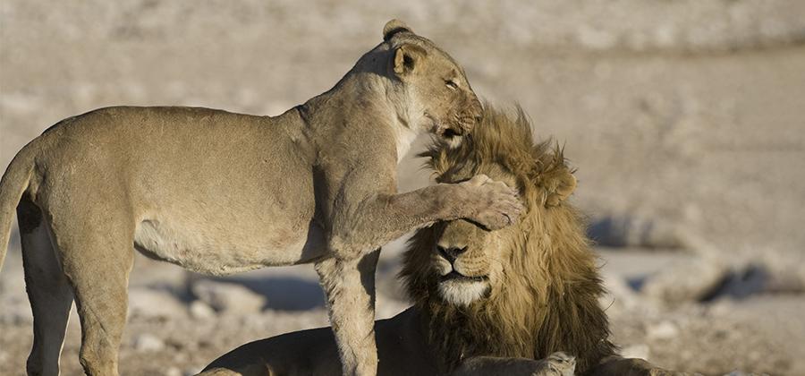 Female lion covering the eyes of male lion