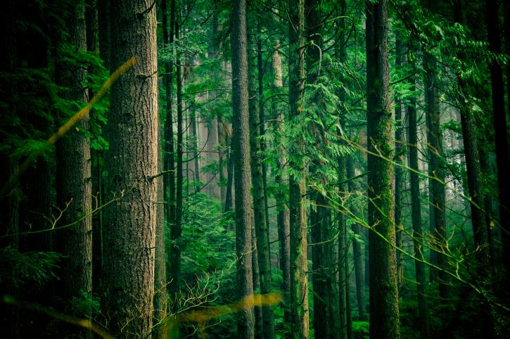The Forest Within
