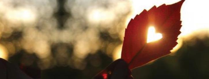 sun streaming through a heart-shaped hole in a leaf