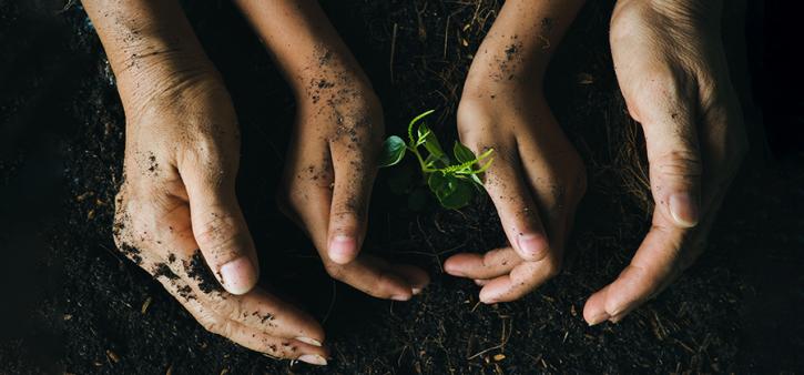 Hands touching the soil and planting a small plant